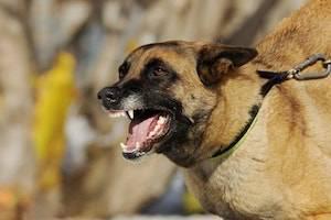 San Jose dog bite injury lawyer, dog bite law
